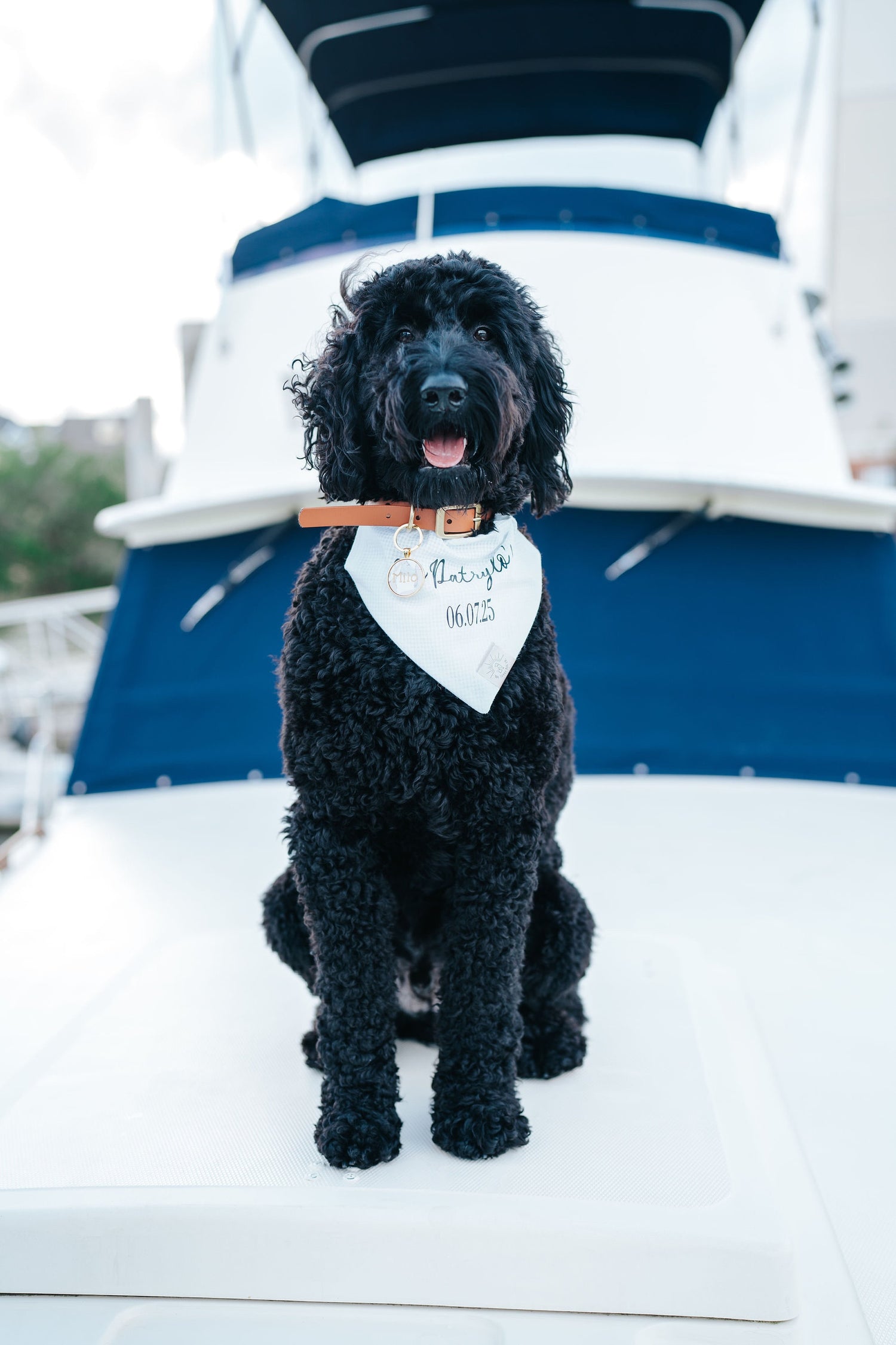 Over the Collar Dog Bandana Engagement Announcement Dog Bandana-Wedding Dog Bandana-Custom Last Name Dog Bandana-Engagement Picture Dog