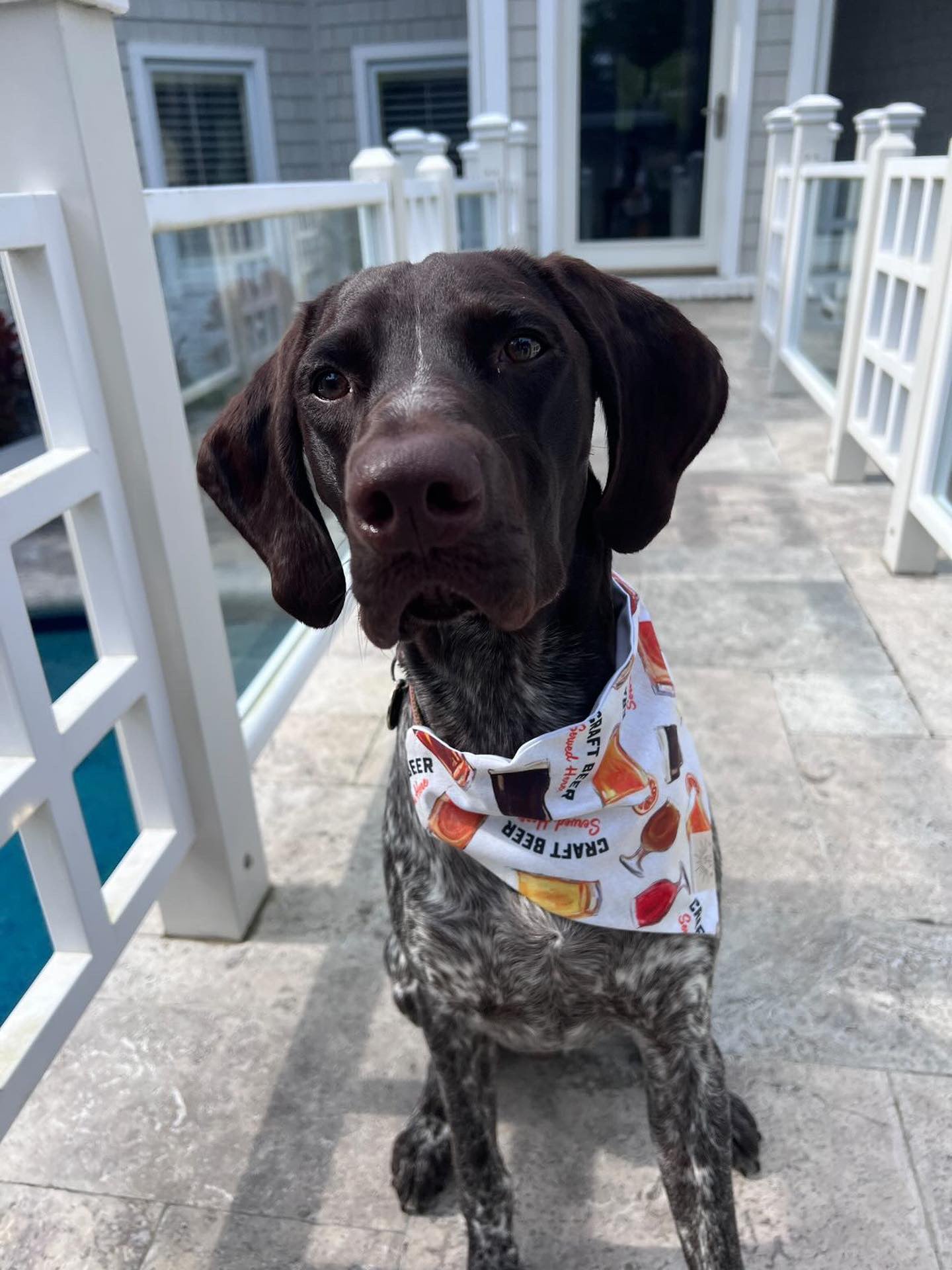 Pint of Beer Dog Bandana