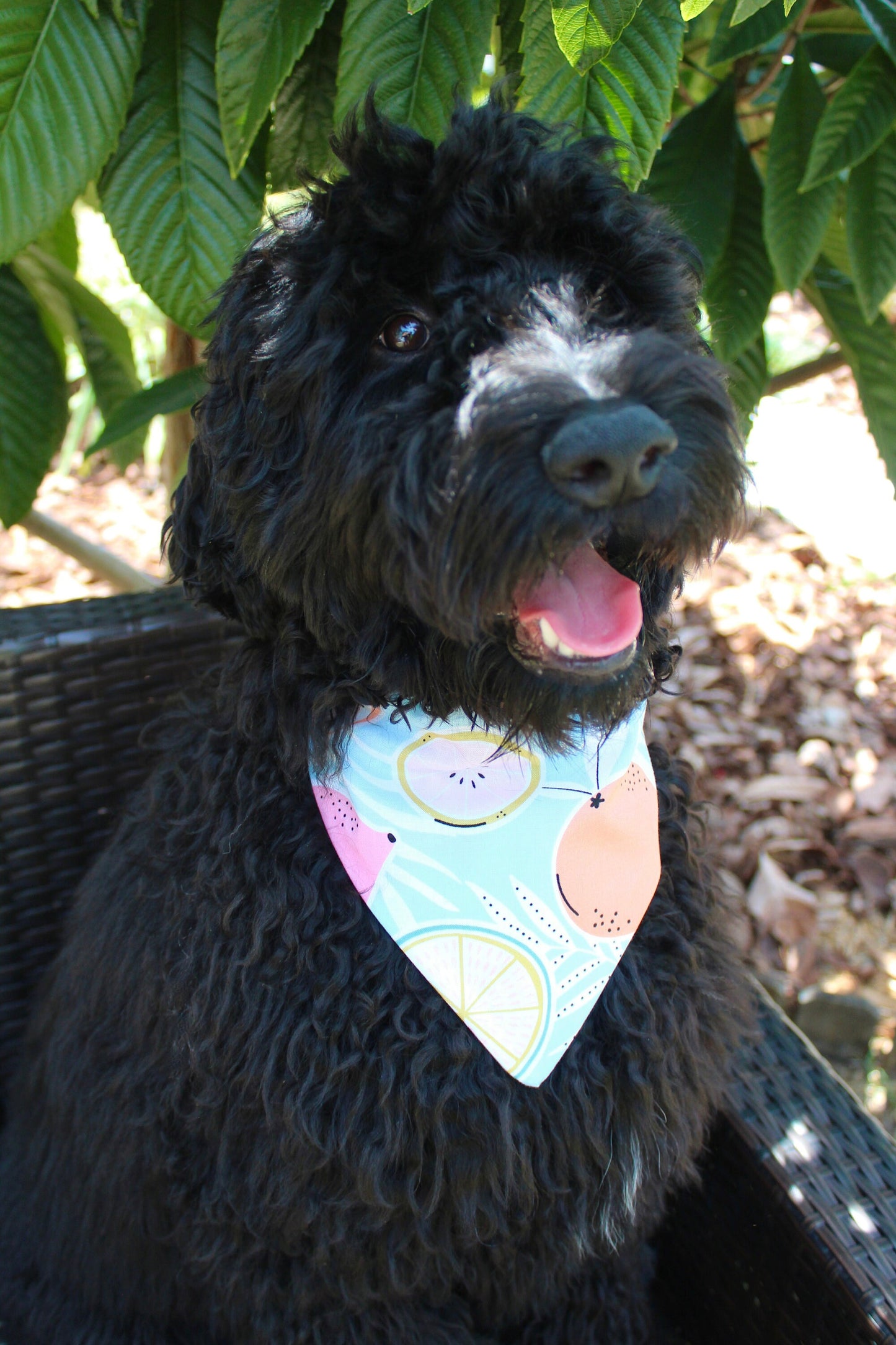 Over the Collar Dog Bandana-Fruity-Dog Mom Gift-Personalized Dog Bandana-Customized Dog Bandana-Dog Gift-Fruit Print Dog Bandana-Summer Dog