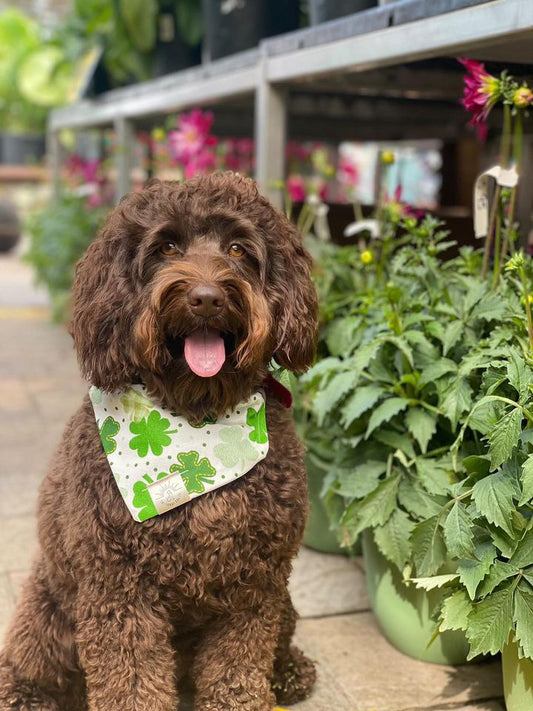 Patch of Clovers