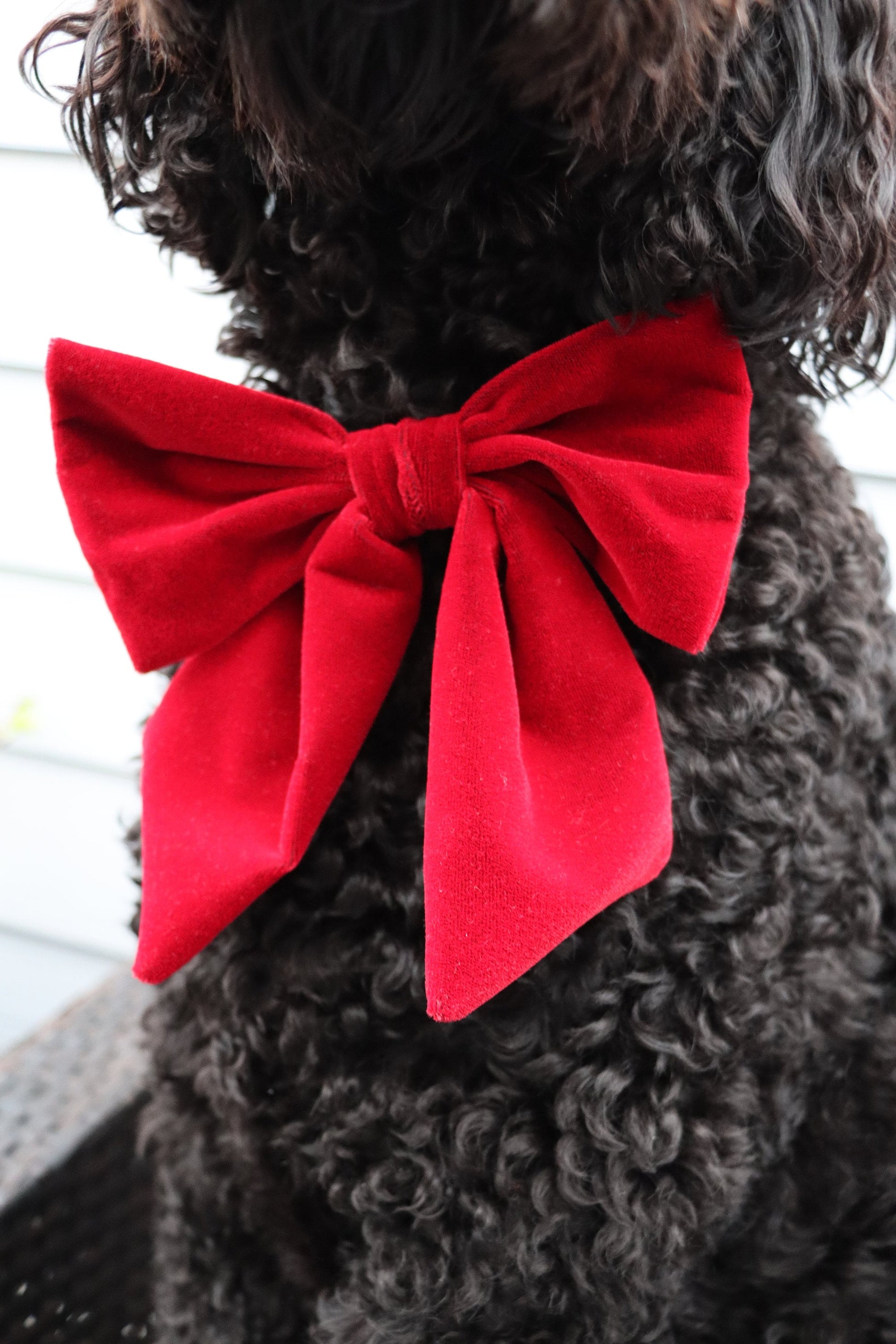 Over the Collar Dog Bow Tie-Red Velvet Bow-Standard Bow-Sailor Bow-Christmas Dog Bow Tie-Christmas Day Dog Style-Holiday Dog Gift