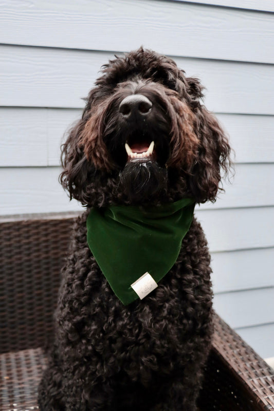 Over the Collar Dog Bandana-Tie on Bandana-Green Velvet-Personalized Dog Bandana-Customized Dog Bandana-Christmas Bandana-Holiday Bandana