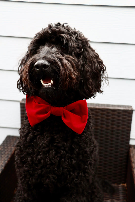 Over the Collar Dog Bow Tie-Red Velvet Bow-Standard Bow-Sailor Bow-Christmas Dog Bow Tie-Christmas Day Dog Style-Holiday Dog Gift